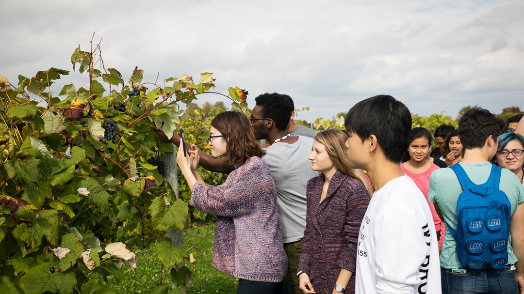 Students examine grapevines at Cornell's NYS Agricultural Experiment Station in Geneva, NY