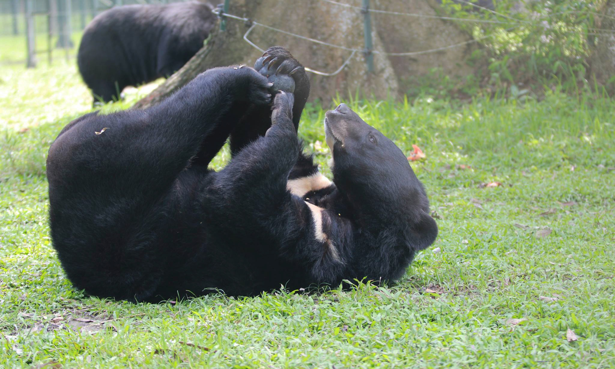 Animals Asia's Angus moon bear