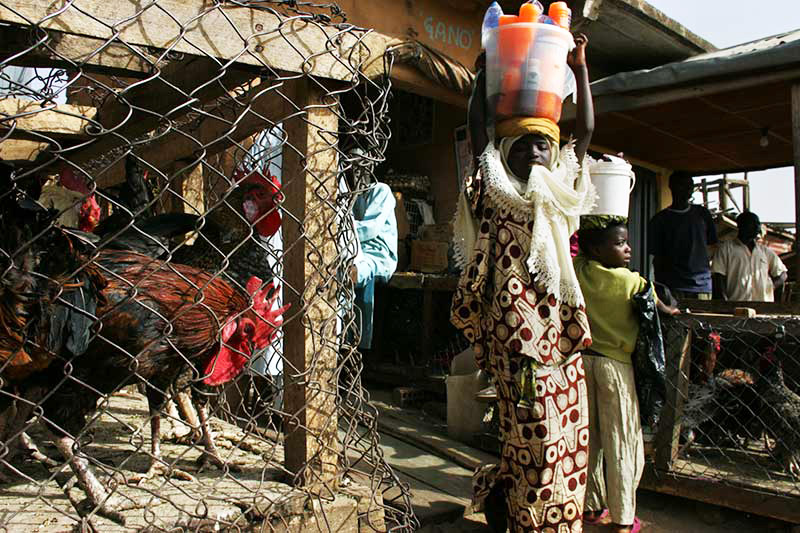 West Africa bird market