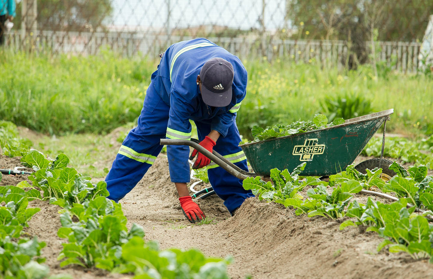 Man weeding in a city garden with wheelbarrow to his side.