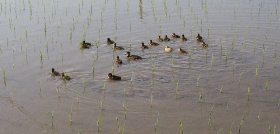 Ducks swimming in rice paddy