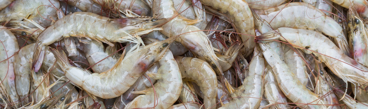 Thailand farmed shrimp