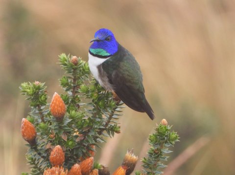 Colorful Hillstar bird on a plant in Ecuador