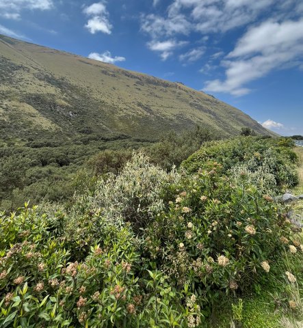 Diverse plants in the Andean environment 