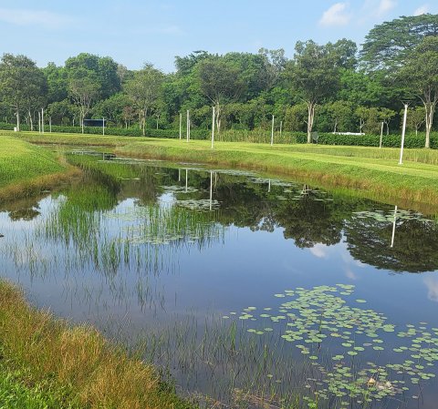 Singapore pond