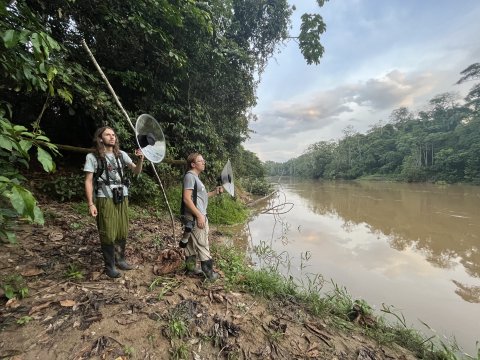 Acoustic avian monitoring in the Amazon