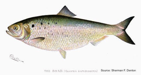 Watercolor of an American shad by Sherman F. Denton (Public Domain)