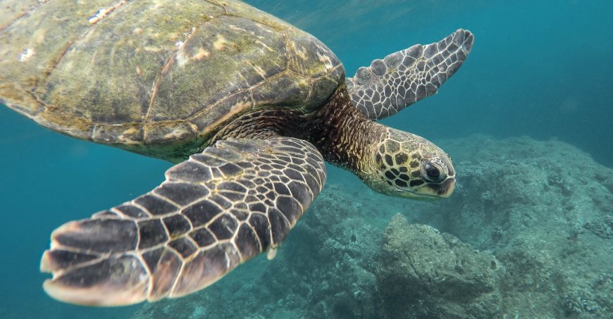 Sea turtle swimming underwater 