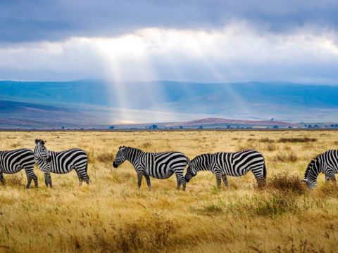 Zebra herd in Africa