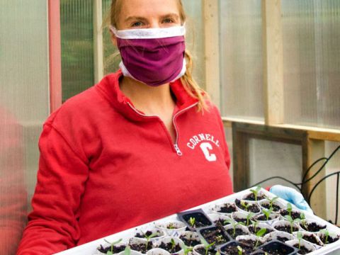 Woman holding a tray of seedlings in cup, wearing a facemark and gloves. Provided