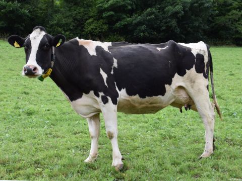 Black and white cow in an grassy outdoor field. provided/unsplash