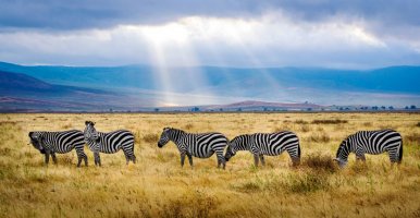 Zebra herd in Africa