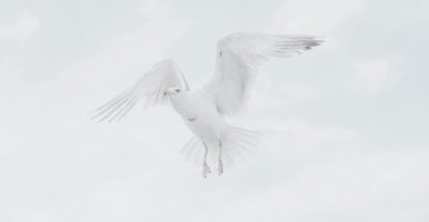 Dove in flight against white sky. Photo: Unsplash, Malcolm Lightbody