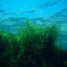 Seagrass shown underwater.