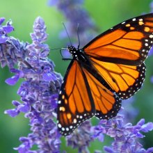Monarch butterfly. Unsplash: Marian Brandt