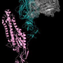Scientific image of feline corona virus