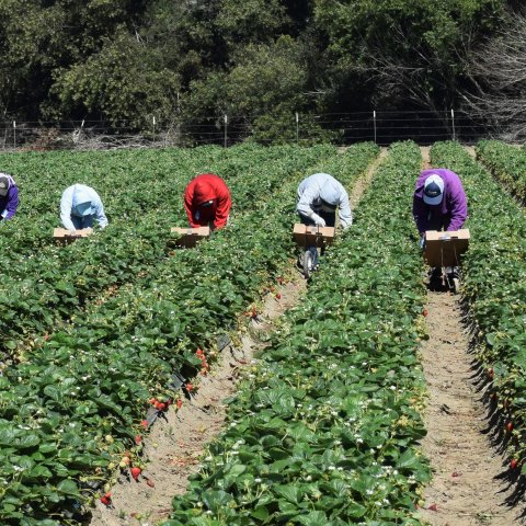 People bent over walking through a field picking strawberries.