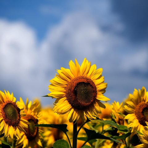 sunflower field against blue sky