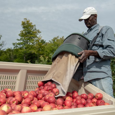 Man emptying basket of red apples into big container