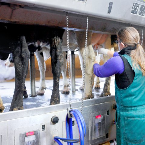 College of Veterinary Medicine staff take milk samples to test for HPAI (avian flu) virus at the Cornell Teaching Dairy Barn.