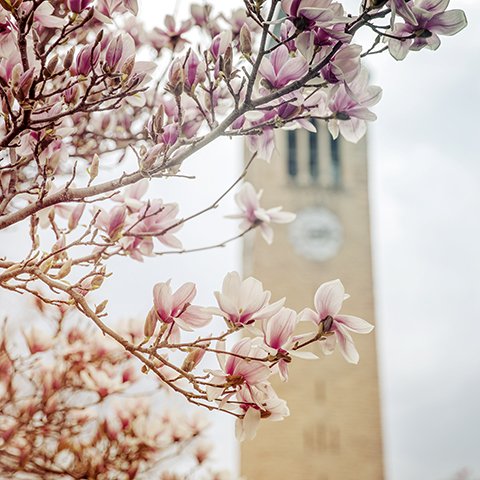 Cornell tower in spring with blossoms 